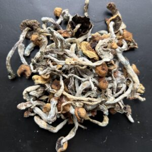 Grzybki Psilocybe Cubensis