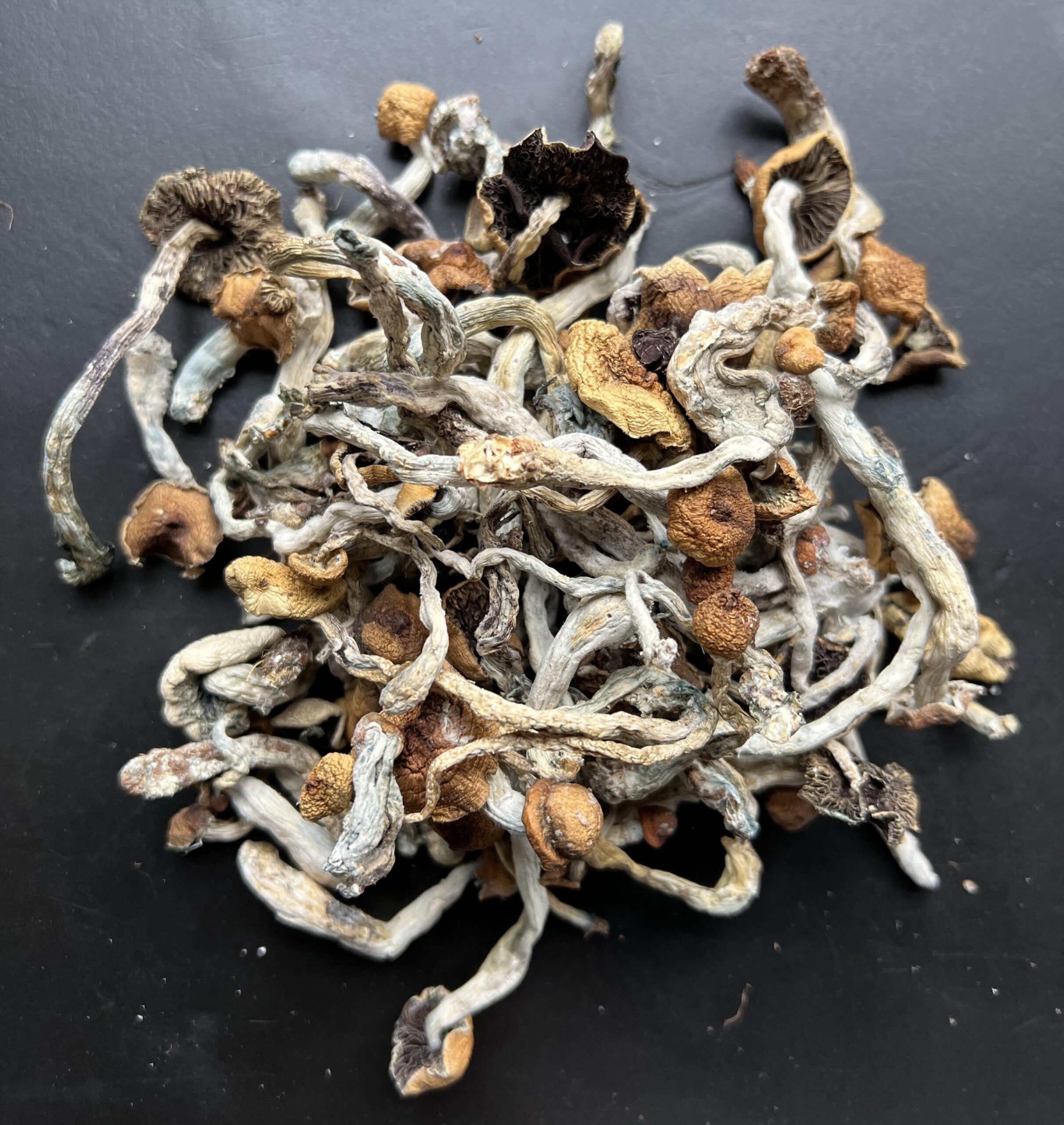 Grzybki Psilocybe Cubensis